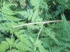 Thumbnail IMG_1300.JPG 