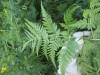 Thumbnail IMG_1301.JPG 