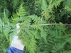 Thumbnail IMG_1302.JPG 