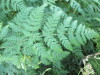 Thumbnail IMG_1303.JPG 