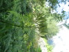 Thumbnail IMG_1304.JPG 