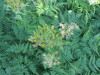 Thumbnail IMG_1305.JPG 