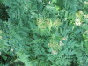 Thumbnail IMG_1306.JPG 