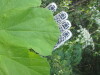 Thumbnail IMG_1307.JPG 