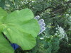 Thumbnail IMG_1308.JPG 