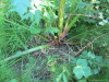 Thumbnail IMG_1309.JPG 