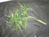 Thumbnail IMG_2285.JPG 