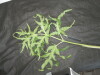 Thumbnail IMG_2286.JPG 