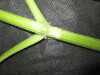 Thumbnail IMG_2288.JPG 