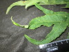Thumbnail IMG_2290.JPG 