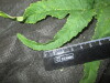 Thumbnail IMG_2291.JPG 