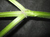 Thumbnail IMG_2292.JPG 