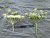 Thumbnail IMG_2297.JPG 
