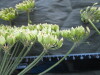Thumbnail IMG_2298.JPG 