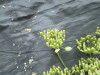 Thumbnail IMG_2299.JPG 