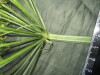 Thumbnail IMG_2301.JPG 