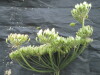 Thumbnail IMG_2302.JPG 