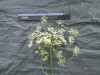 Thumbnail IMG_2303.JPG 