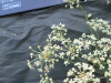 Thumbnail IMG_2304.JPG 