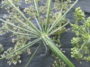Thumbnail IMG_2305.JPG 