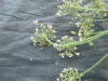 Thumbnail IMG_2306.JPG 