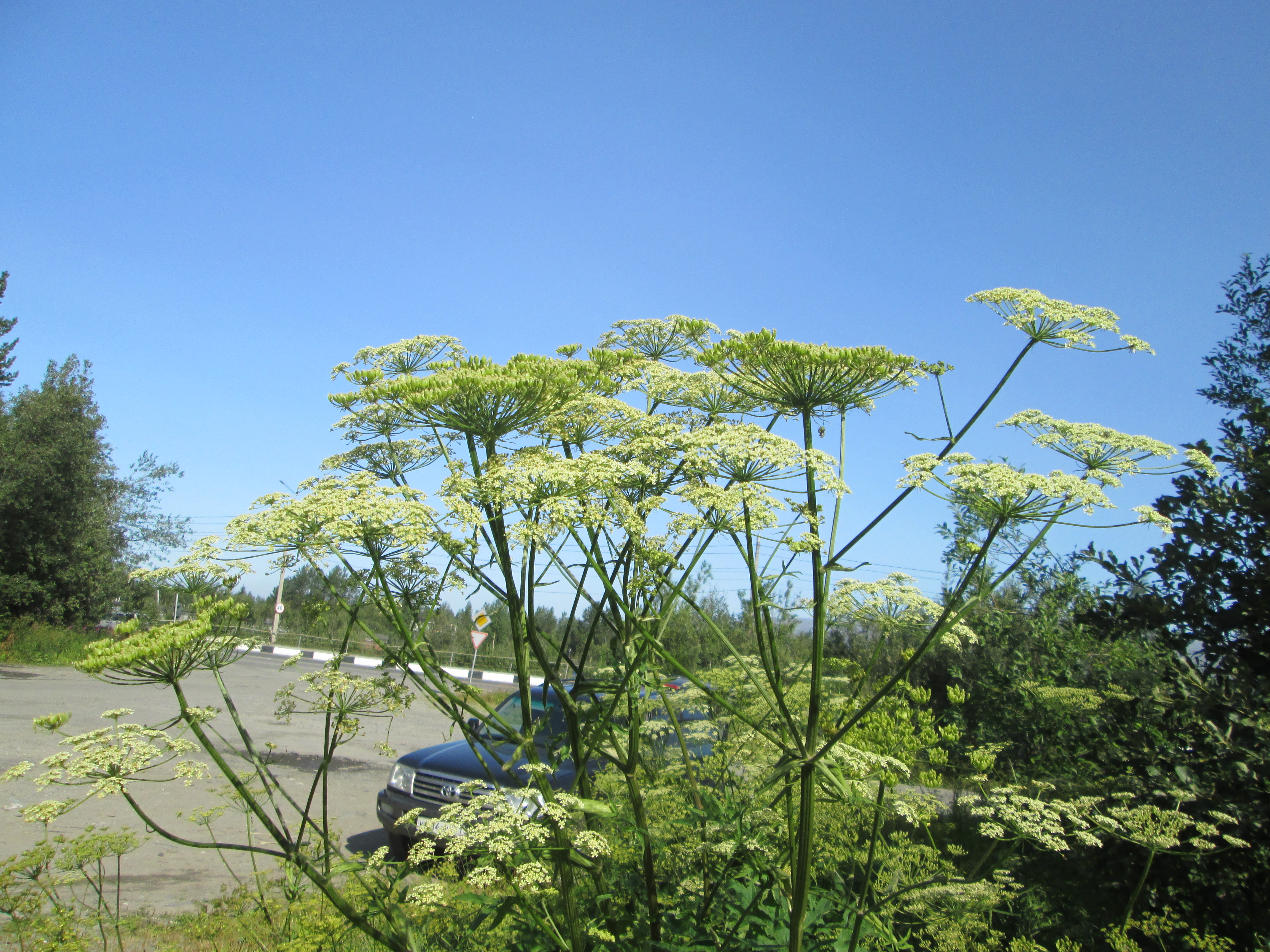 IMG_1263.JPG 