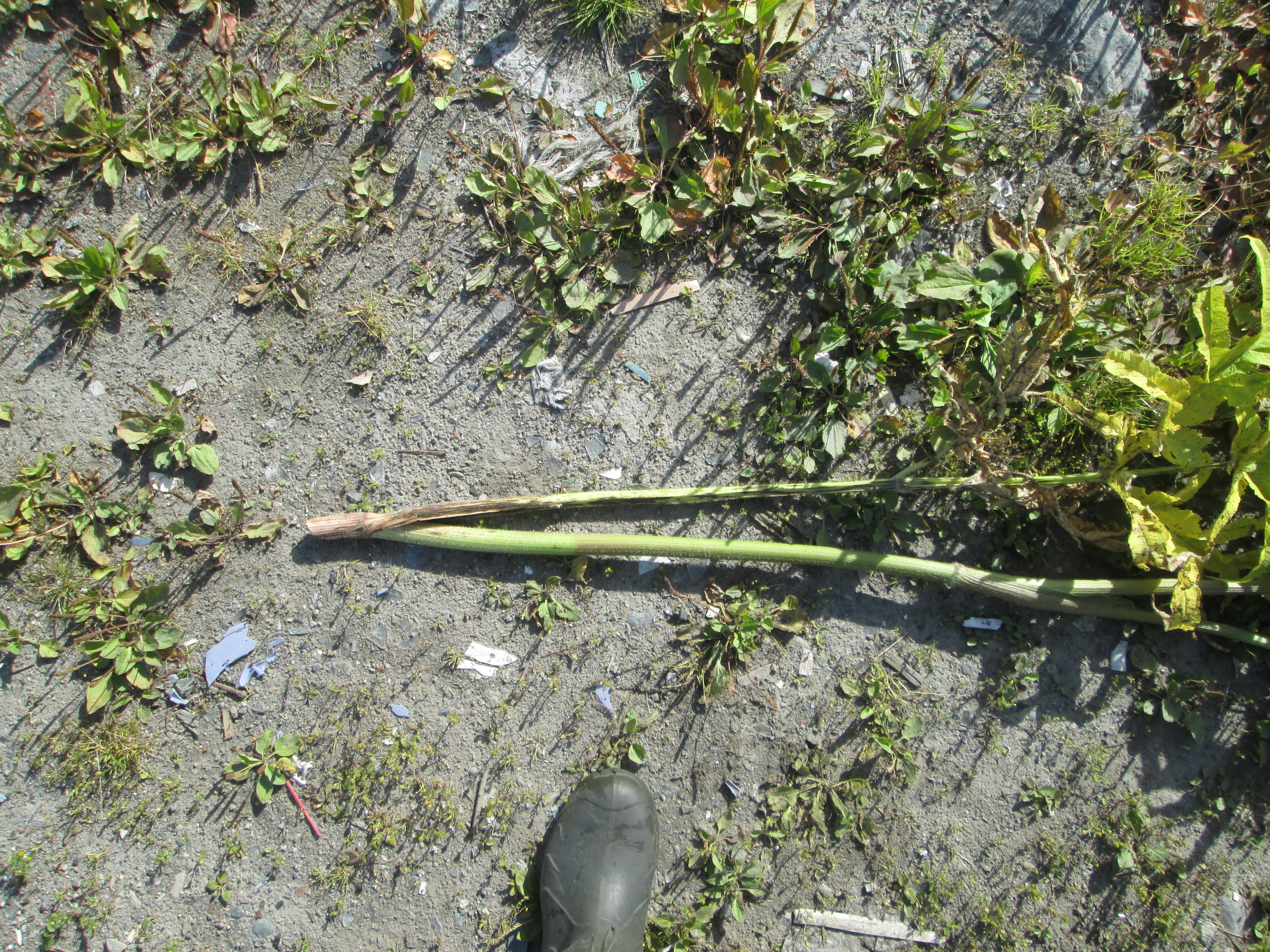 IMG_1277.JPG 