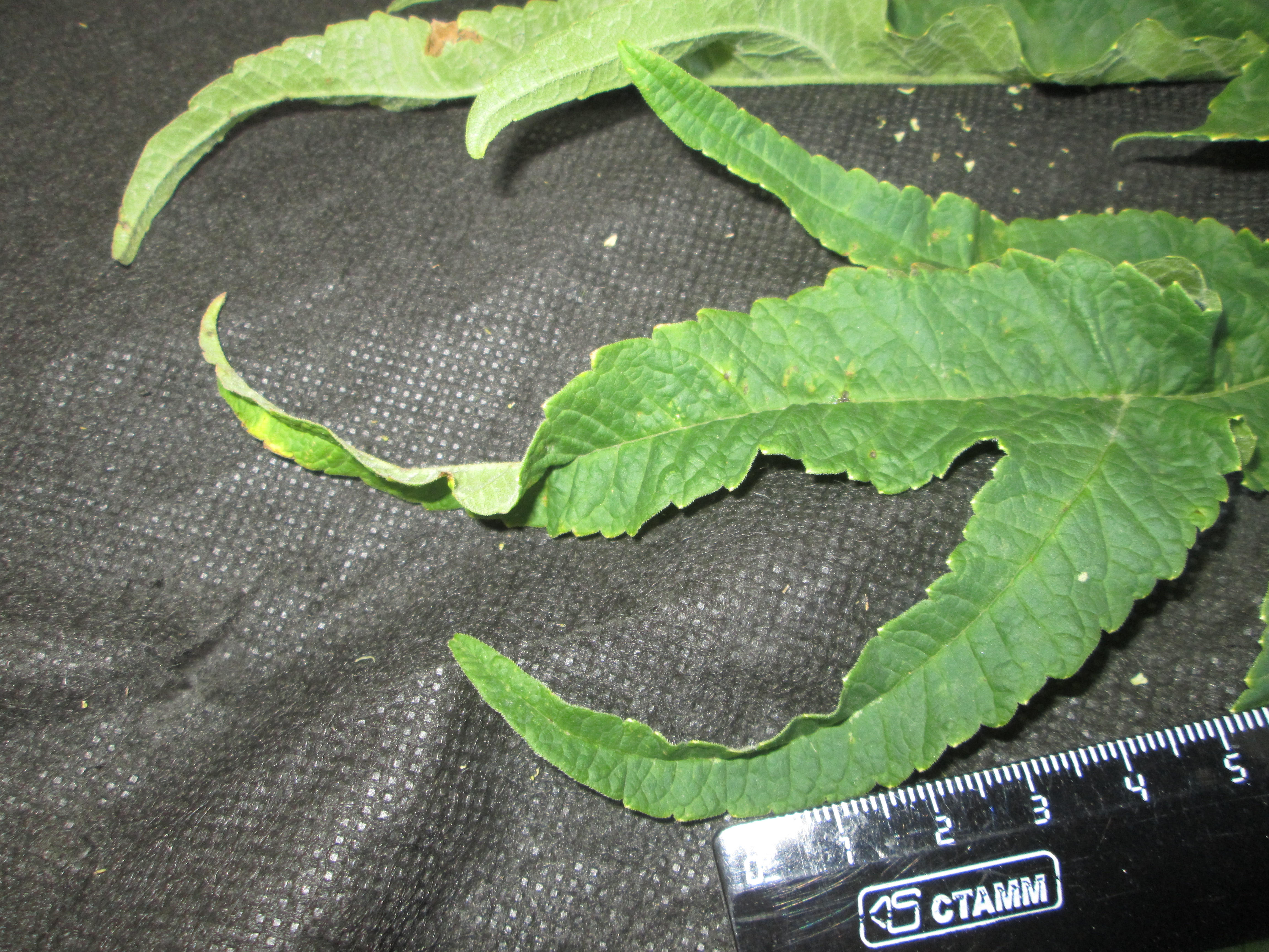 IMG_2290.JPG 