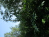 Thumbnail IMG_1313.JPG 