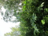 Thumbnail IMG_1314.JPG 