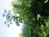 Thumbnail IMG_1315.JPG 