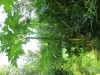 Thumbnail IMG_1316.JPG 