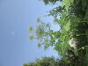 Thumbnail IMG_1317.JPG 