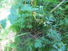 Thumbnail IMG_1318.JPG 