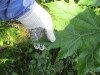 Thumbnail IMG_1319.JPG 