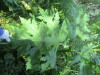 Thumbnail IMG_1320.JPG 