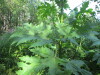 Thumbnail IMG_1321.JPG 