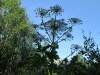 Thumbnail IMG_1322.JPG 