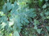 Thumbnail IMG_1324.JPG 