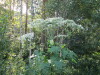Thumbnail IMG_1327.JPG 