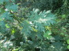 Thumbnail IMG_1328.JPG 