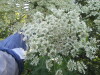 Thumbnail IMG_1330.JPG 