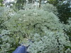 Thumbnail IMG_1331.JPG 