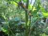 Thumbnail IMG_1332.JPG 