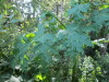 Thumbnail IMG_1333.JPG 