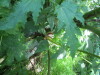 Thumbnail IMG_1334.JPG 