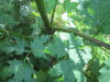 Thumbnail IMG_1335.JPG 