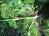 Thumbnail IMG_1336.JPG 