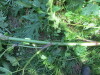 Thumbnail IMG_1337.JPG 