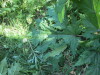 Thumbnail IMG_1339.JPG 